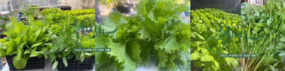 huy organic rau sach ca sach he thong aquaponics